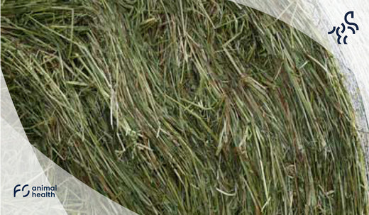 How to identify and assess the quality of hay.