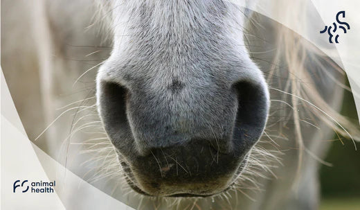 The best treatment for respiratory diseases in horses.