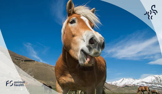 Take a Deep Breath - Recognizing and Addressing Respiratory Issues in Horses Early