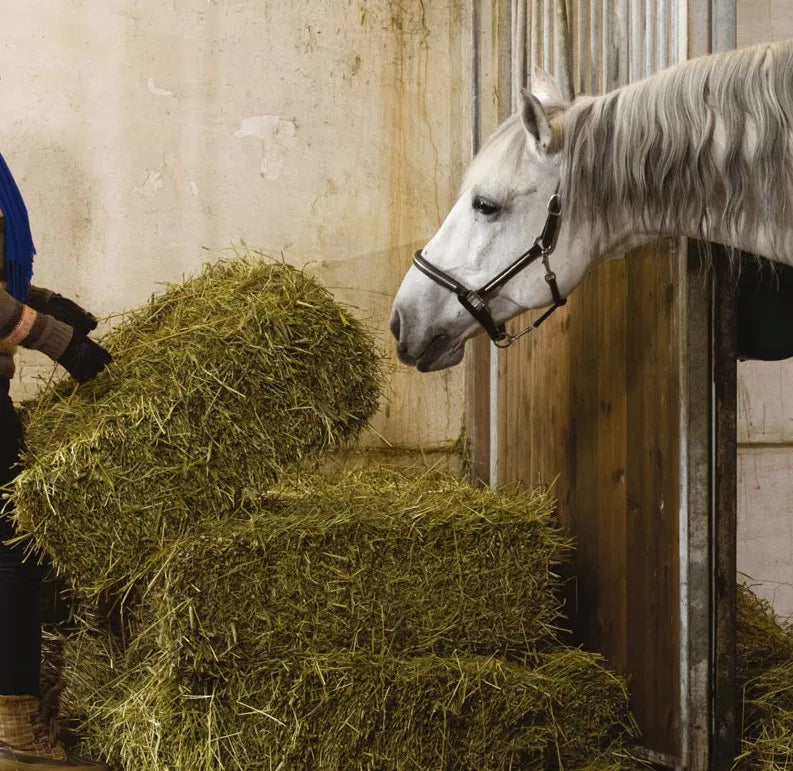 Essential Facilities for your Hay Steamer