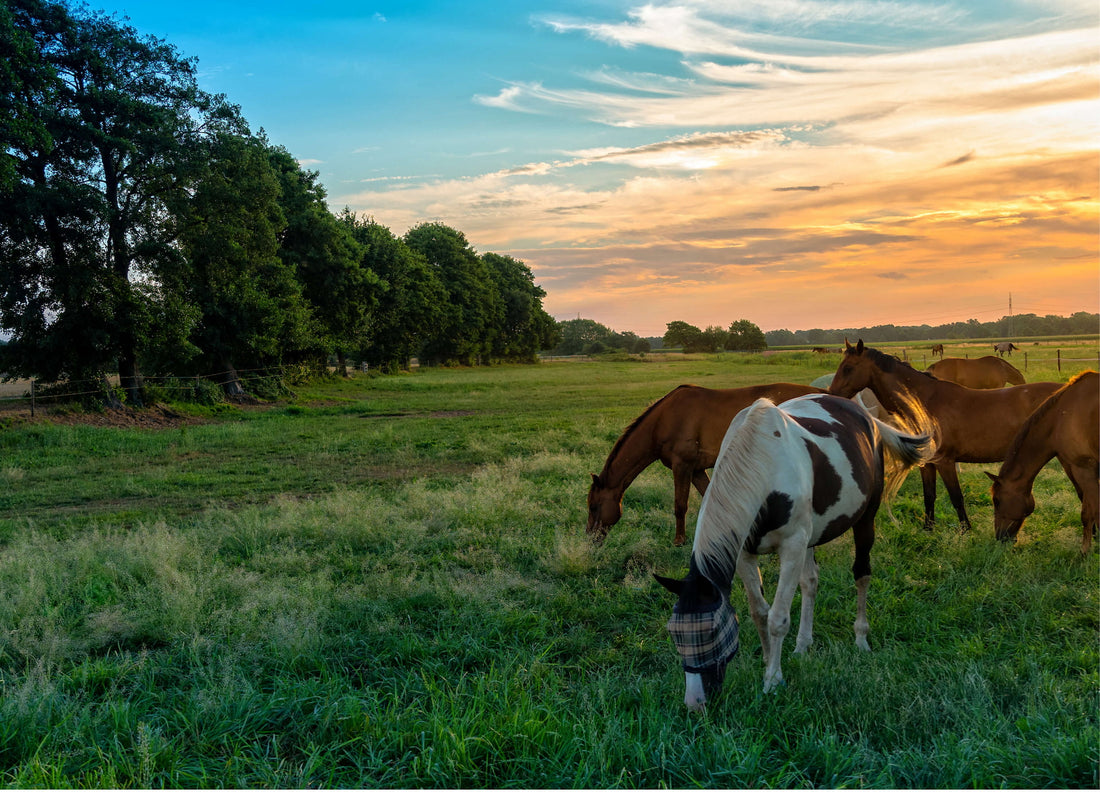 Everything You Need to Know About Respiratory Conditions in Horses